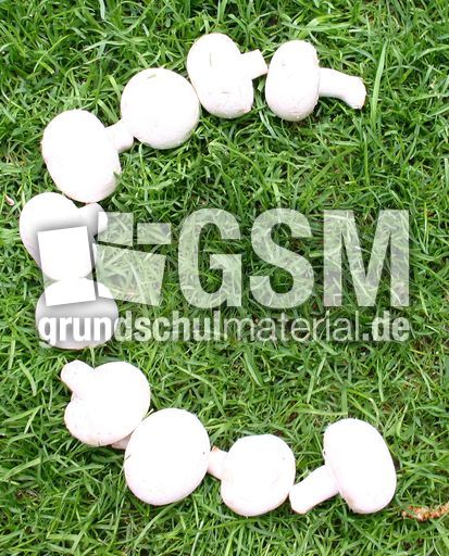 C-wie-Champignons.jpg